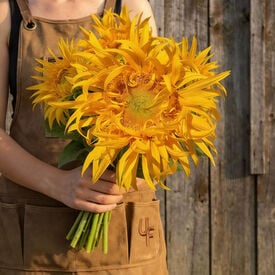Just Crazy, (F1) Sunflower Seeds